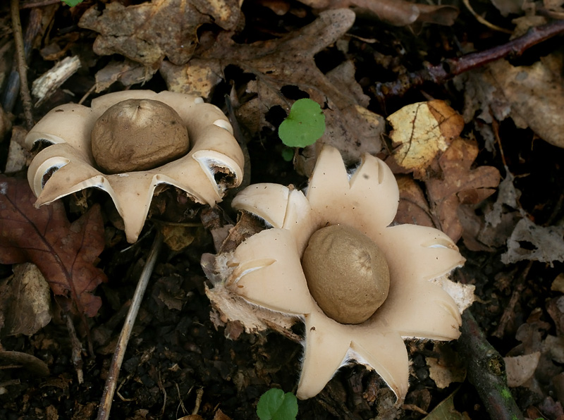 Geastrum fimbriatum